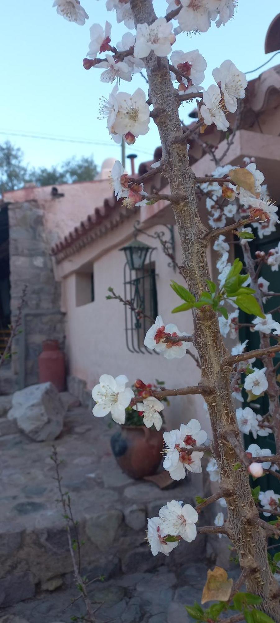 Los Arcabuceros Casa Hotel Boutique تيلكارا المظهر الخارجي الصورة